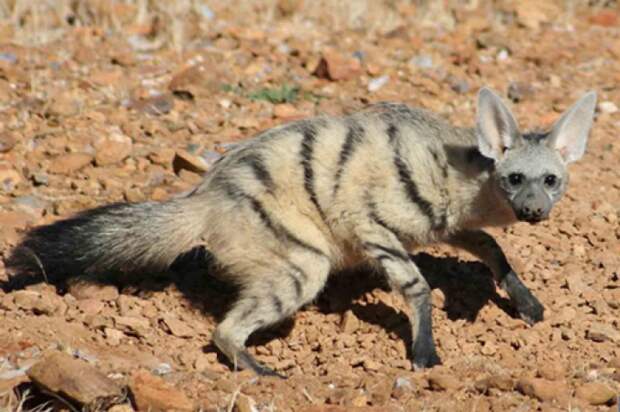 aardwolf, земляной волк