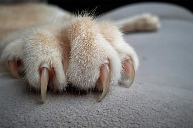 Ульяновские ветеринары спасли кошку с краш-синдромом