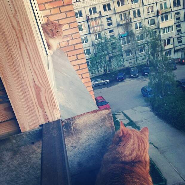 Привет, сосед! дружба, животные, милота, прикол