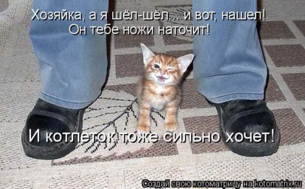 Новая котоматрица на Бугаге (36 фото)