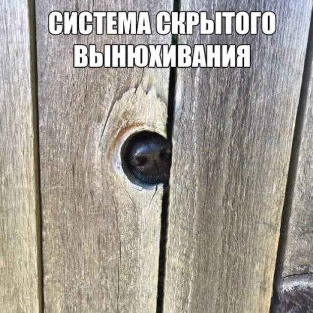 Прикольные фотомемы для хорошего настроения (28 фото)
