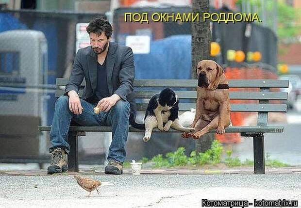 Лучшие котоматрицы недели