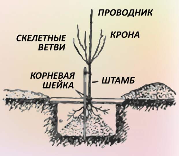 Посадка саженца яблони