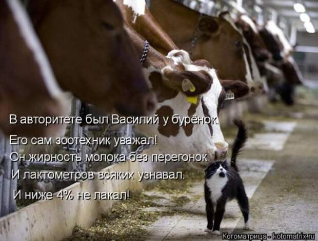 Свежая котоматрица (36 фото)