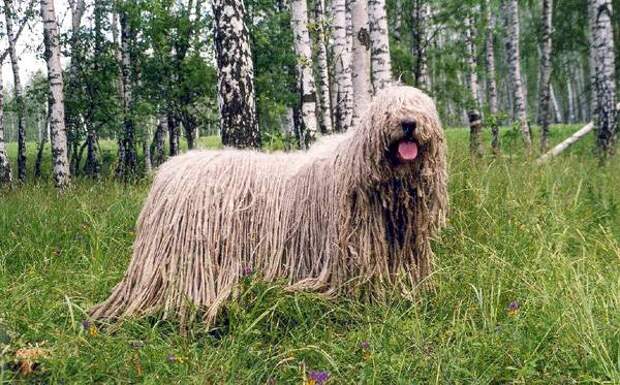 Комондор, или венгерская овчарка (Komondor, Hungarian Sheepdog) Комондор, или венгерская овчарка, фото собаки породы собак фотография