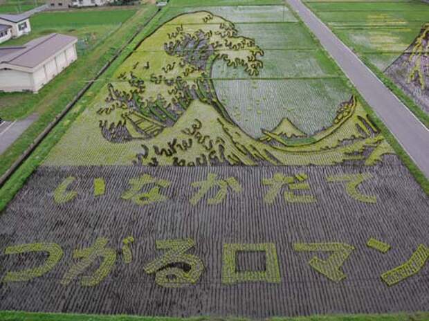 these-rice-fields-in-japan-look-like-ordinary-rice-fields-but-take-a-look-what-happens-next-artnaz-com-5