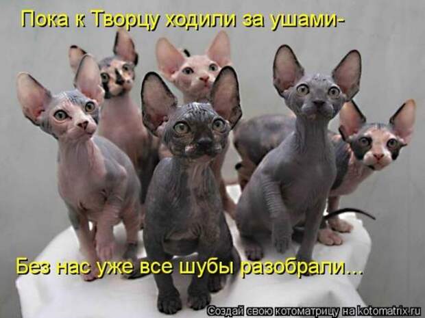 котоматрицы (50 фото)