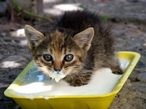 funny-animals-eating-172__605
