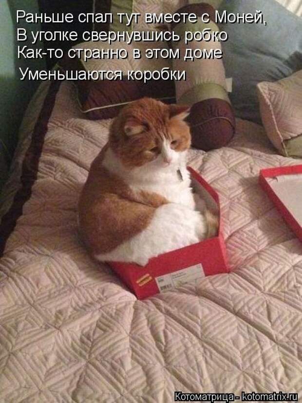 Новая котоматрица для хорошего настроения (37 фото)