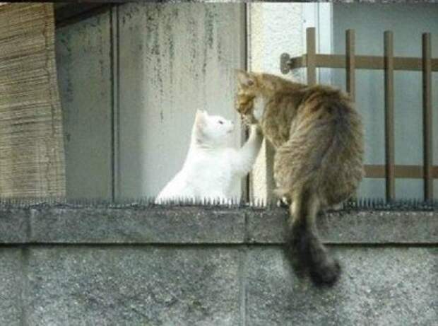 Да что вы знаете про любовь?  кот, кошка, любовь