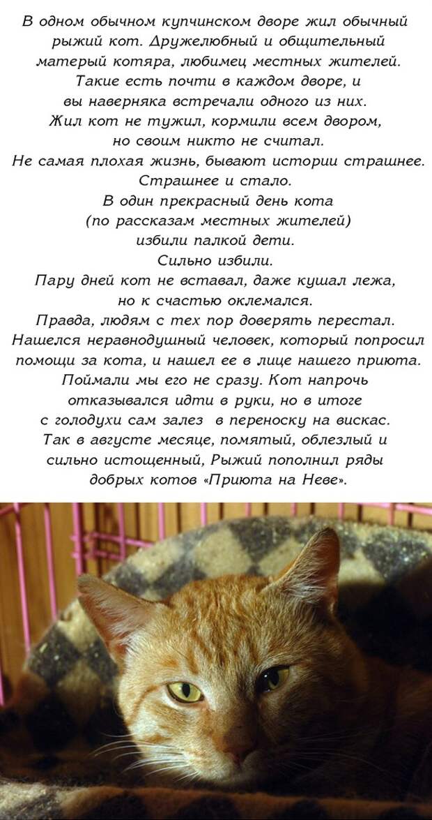 История одного доброго кота животные, история, коты