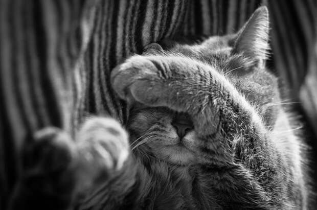 черно белые фотографии кошек (14)