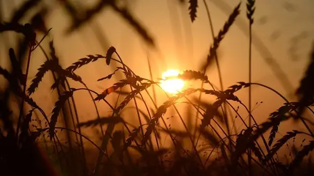 В Татарстане предприятия пищевой и перерабатывающей промышленности показали рост 3,3%