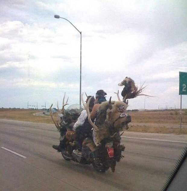 прикольные картинки