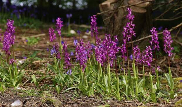 Ятрышник мужской (Orchis mascula)