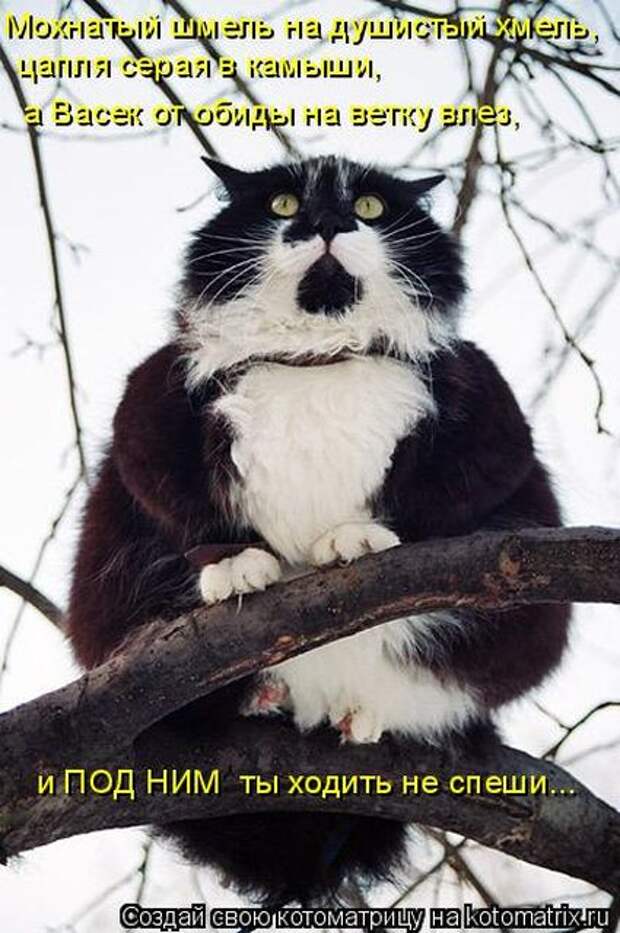 Лучшие котоматрицы недели (50 фото)