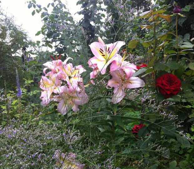 Лилии Красивый сад