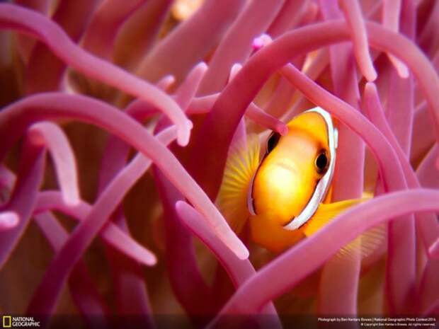 Лучшие фотографии National Geographic ноября 2014 (10 фото)