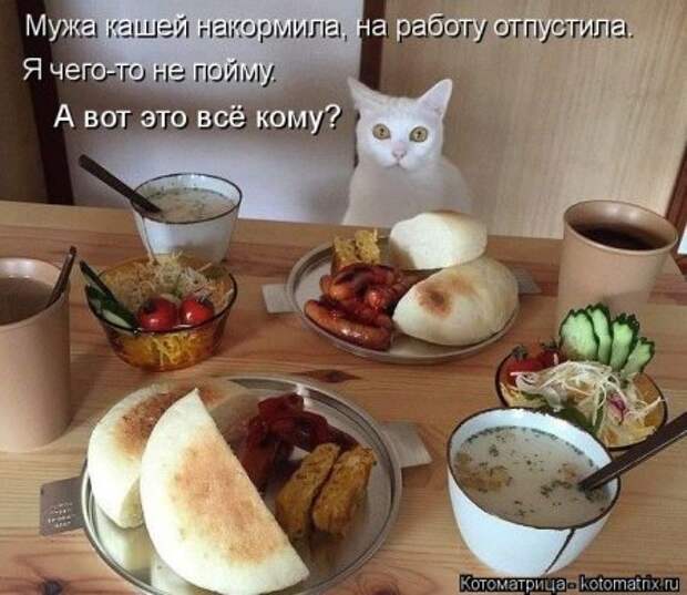 Котоматрицы, животные приколы.