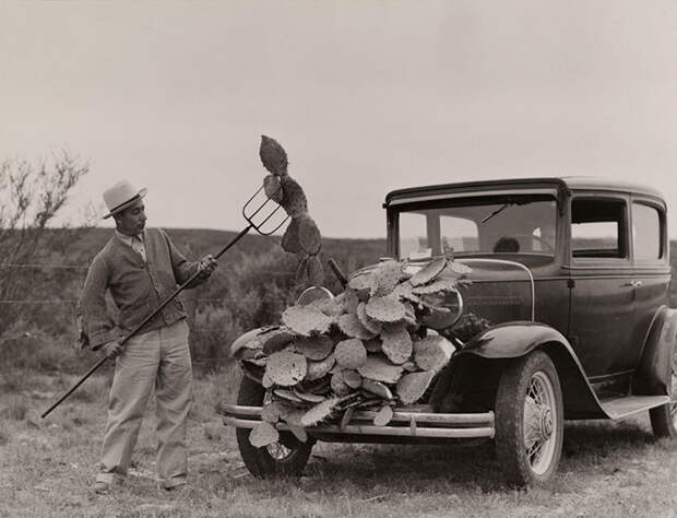 62. Мужчина сушит колючее грушевое дерево, чтобы прокормить скот во время засухи в Техасе national geographic, история, природа, фотография