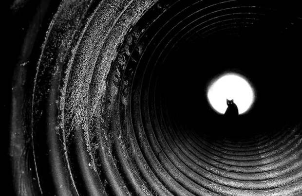 черно белые фотографии кошек (22)