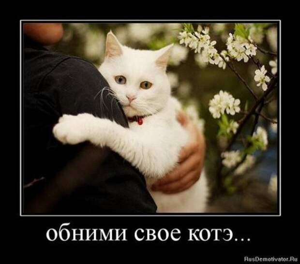 Демотиваторы про котЭ