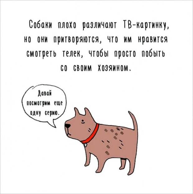 Интересные факты о животных в забавных рисунках (17 картинок)