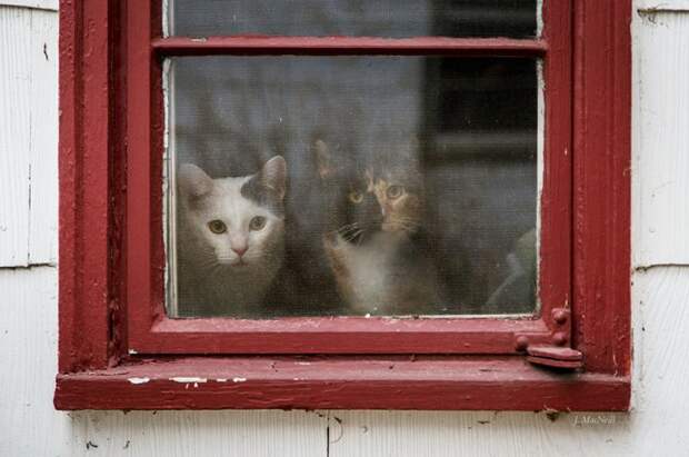 меланхоличные коты ждут хозяина у окна (12)