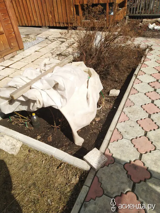 Реанимация роз и ранняя посадка новых.