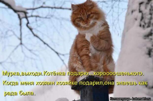 Котоматрицы (картинки с надписями)