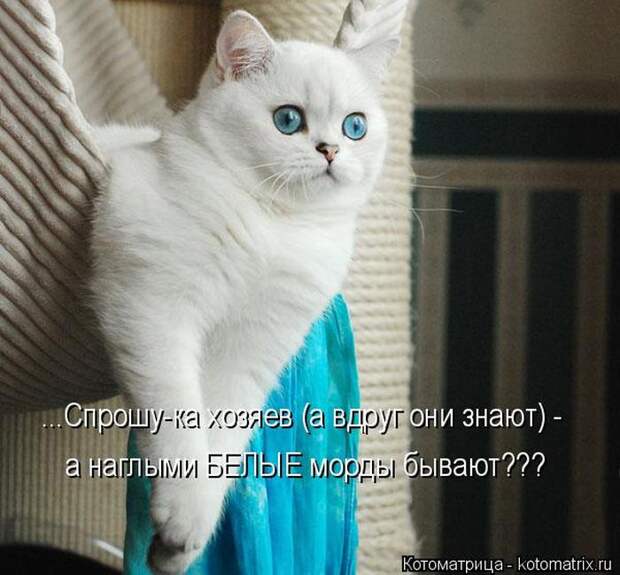 Лучшие котоматрицы недели (50 фото)
