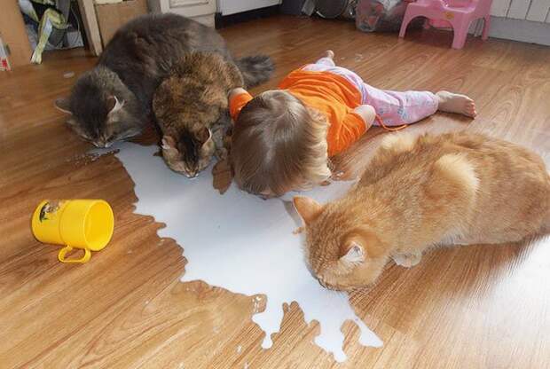 ребенок и кошка 