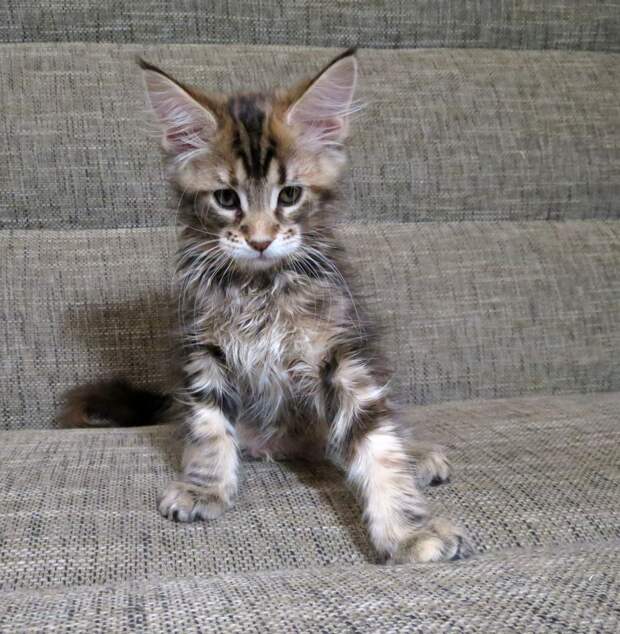 6. Брисса Как растут котята, Мейн Куны, коты, котята Мейн Кунов, своими руками