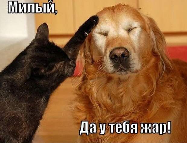 Смешные фото приколы с котами