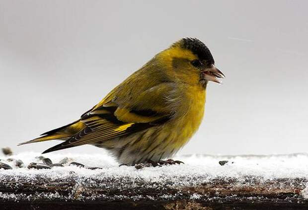 Самые популярные декоративные птицы Чиж (Carduelis spinus), фото фотография птицы