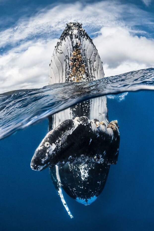 Крутые победители конкурса подводной фотографии Underwater Photographer Of The Year