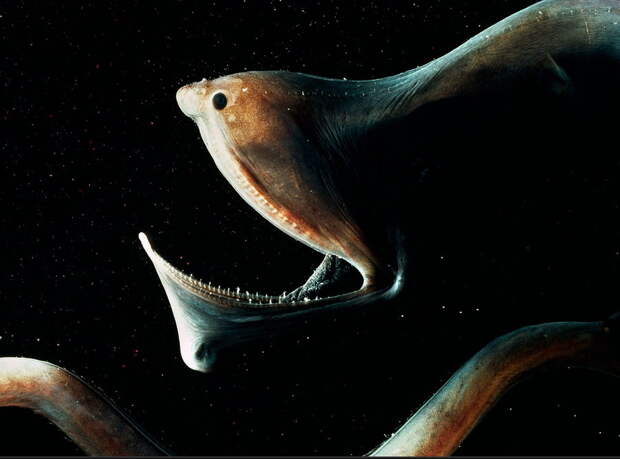 1. Мешкорот. глубоководные рыбы, монстры, рыбы