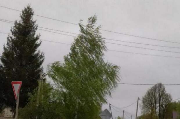 В Тамбовской области 3 июня местами при грозах ожидается усиление ветра