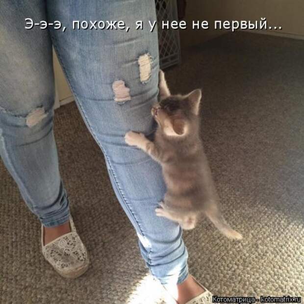 Котоматрица на Бугаге (37 фото)
