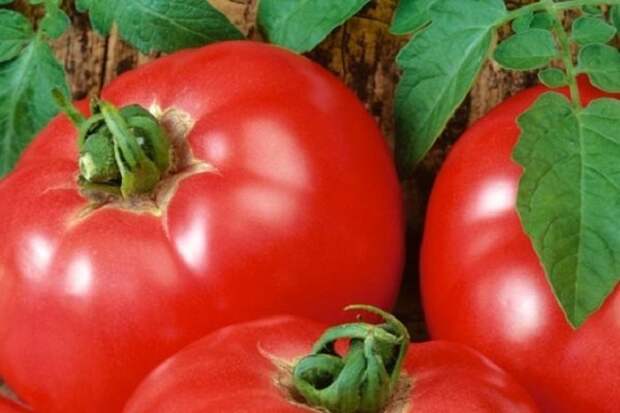 томат главный калибр