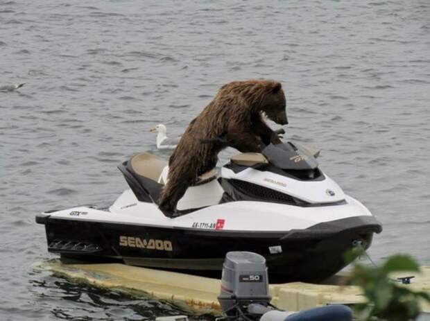 Суровая российская береговая охрана. Работящий медведь — счастье в семье, арктика, картинки, медведи