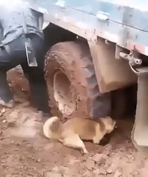 Эта прикольная анимация развлечёт вас на целый день!