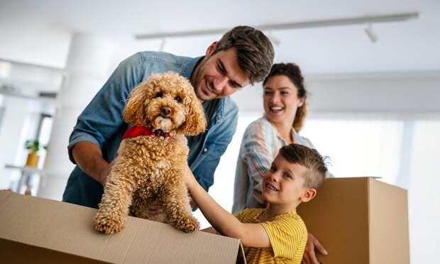 Эти 6 пород собак почти не болеют. Почему — объясняет ветеринар