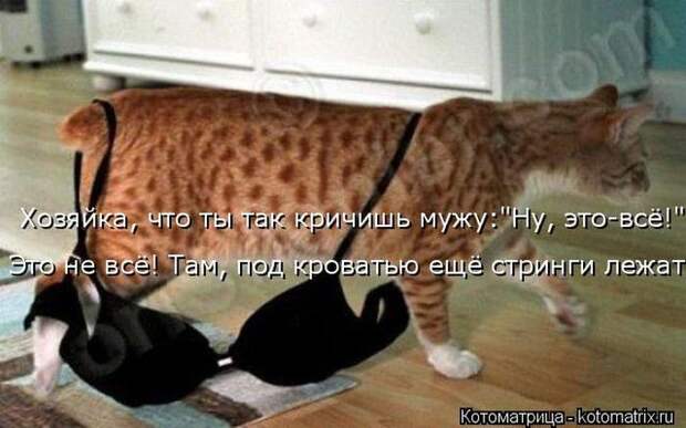Лучшие котоматрицы недели (50 фото)