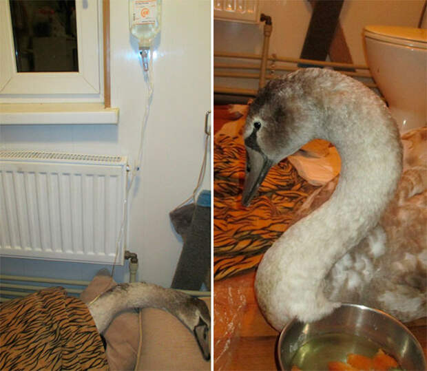 лебедь с капельницей
