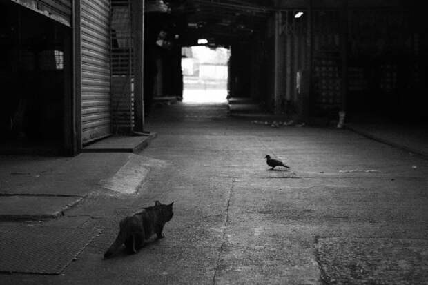 черно белые фотографии кошек (5)