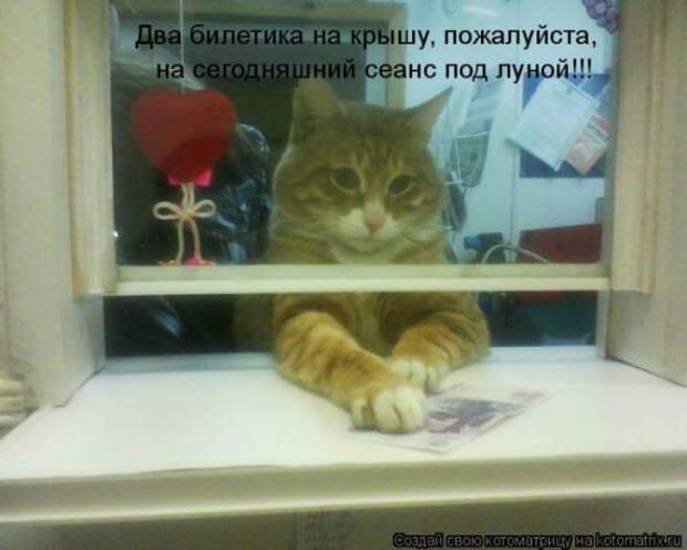 Котоматрица