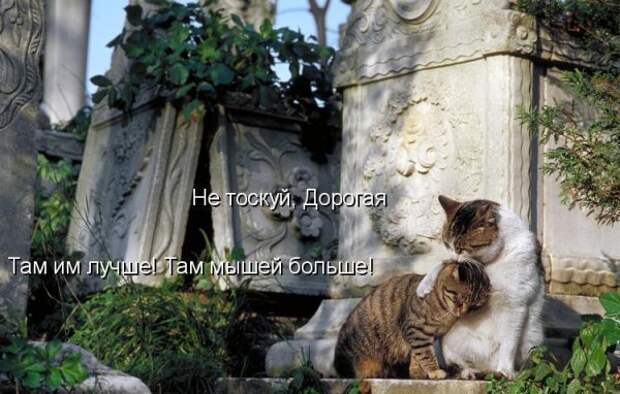 Кото матрица 7