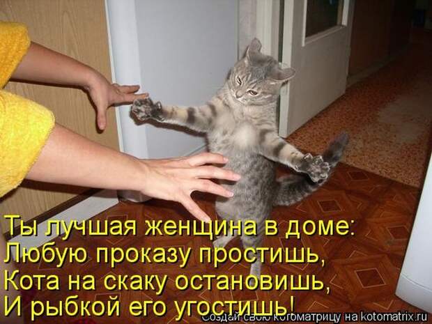 Котоматрица №36