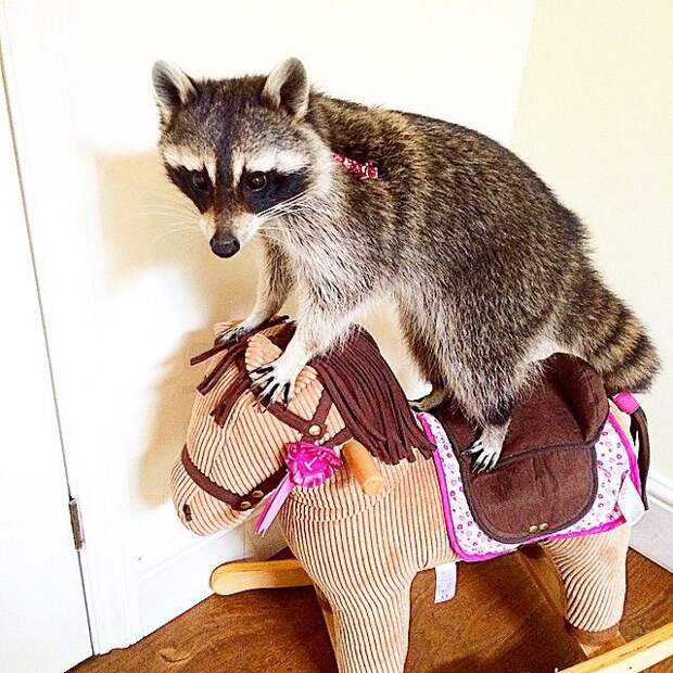 Melanie raccoon, енот Мелани, самый умный енот, енот на велосипеде